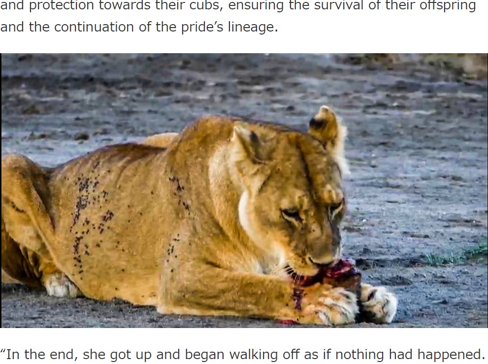 赤ちゃんを食べる母ライオンに「残酷だけど、これが自然。弱っている個体は淘汰されるということだ。そうでないと、自分や他の子だって危険に晒される」といったコメントも（画像は『Latest Sightings　2023年5月23日付「Lioness Bites Her Cub’s Head Off」』のスクリーンショット）