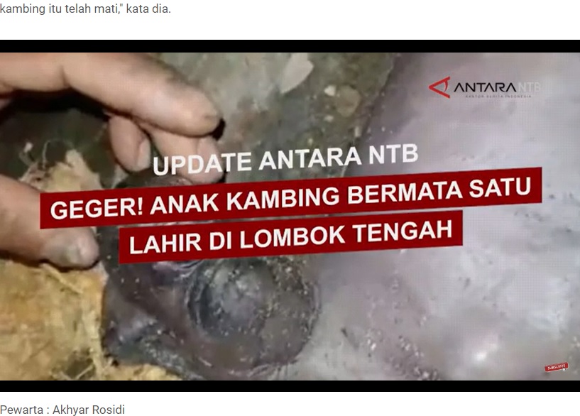 インドネシアのロンボク島で今月7日、顔の中央に大きな目が一つしかない「単眼症（サイクロピア）」のヤギが誕生し、人々を驚愕させた。誕生した2匹のうち1匹は正常だった（画像は『Antara News NTB　2023年5月9日付「Viral anak kambing bermata satu lahir di Lombok Tengah」』のスクリーンショット）
