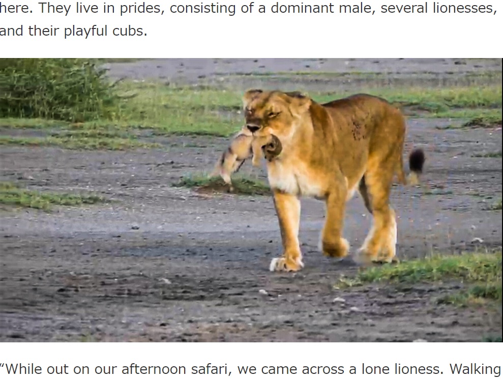 タンザニア北部の「ンゴロンゴロクレーター」で目撃された険しい表情の母ライオン。まだ小さな子をくわえ1頭だけで行動していた（画像は『Latest Sightings　2023年5月23日付「Lioness Bites Her Cub’s Head Off」』のスクリーンショット）