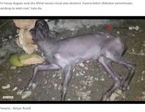ヤギの体には被毛がなく奇妙な色をしており、奇形の子ヤギの噂は瞬く間に村中に広がった。ヤギを一目見ようと、隣村からも人々が駆けつけた（画像は『Antara News NTB　2023年5月9日付「Viral anak kambing bermata satu lahir di Lombok Tengah」』のスクリーンショット）
