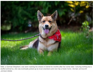 犬の悲しい姿を捉えた写真がネット上で大きくシェアされ、複数の動物保護団体が犬を保護するために行動を起こした。犬は寄生虫の治療を受けながら、現在は優しいボランティアの家で過ごしている（画像は『USA TODAY　2023年5月17日付「This dog wandered the streets of Detroit after her owner died. She now has a foster home.」（Michael Johnson/M Johnson Media）』のスクリーンショット）