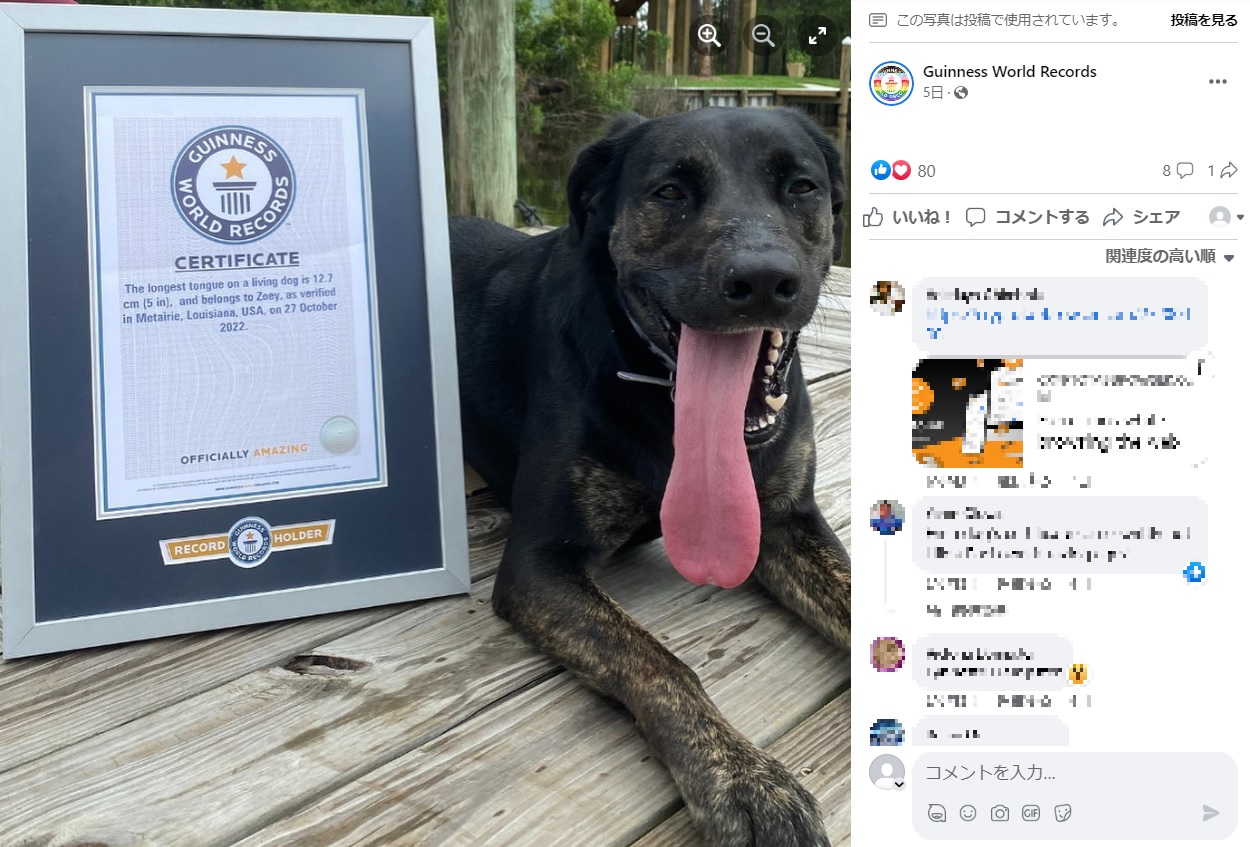 ラブラドール・レトリバーとジャーマン・シェパードのミックス犬“ゾーイ”が、12.7センチで「生存する世界一長い舌を持つ犬」に認定される（画像は『Guinness World Records　2023年6月2日付Facebook「Zoey, the labrador/German shepherd mix, from Metairie, Louisiana, USA, has officially claimed the record for longest tongue on a living dog」』のスクリーンショット）