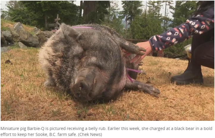 勇敢な行動のご褒美にフルーツサラダをもらったバービーQ。お腹をたっぷりさすってもらって、何とも幸せそうだ（画像は『CBC.ca　2023年6月25日付「Watch this small but mighty pig defend family farm from bear on Vancouver Island」（CHEK News）』のスクリーンショット）