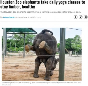 ヒューストン動物園で飼育されている12頭のゾウの中でも、“テス”というゾウは前脚と鼻で器用にバランスを取り、倒立のポーズを取ることができる（画像は『Chron　2023年6月5日付「Houston Zoo elephants take daily yoga classes to stay limber, healthy」（Ariana Garcia）』のスクリーンショット）