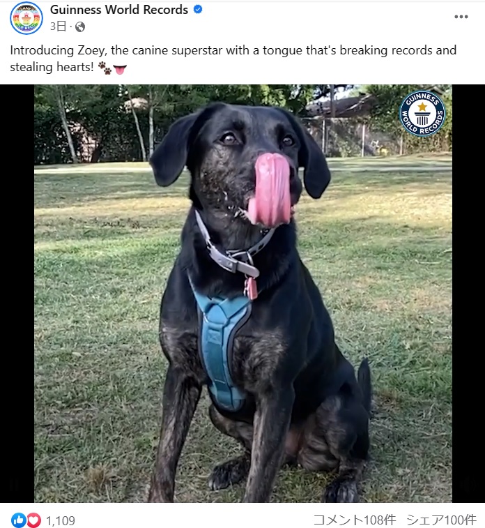 舌が長いという特徴以外に変わったことはなく、他の犬と同様にボールを追いかけたり、川に飛び込んだりするというゾーイ。ご飯やおやつも大好きで健康的に過ごしている（画像は『Guinness World Records　2023年6月2日付Facebook「Introducing Zoey, the canine superstar with a tongue that’s breaking records and stealing hearts!」』のスクリーンショット）