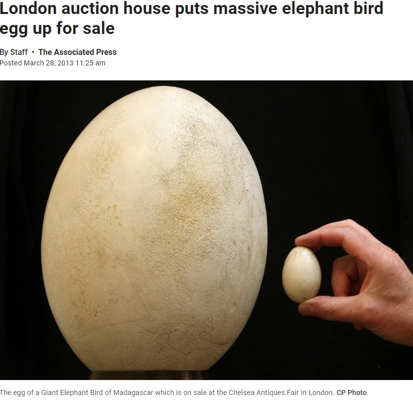 2013年4月にイギリスの競売会社「クリスティーズ」でオークションにかけられ、約6万6700ポンド（当時のレートで約1千万円）で落札されたエピオルニスの化石化した卵（画像は『Global News　2013年3月28日付「London auction house puts massive elephant bird egg up for sale」（CP Photo）』のスクリーンショット）
