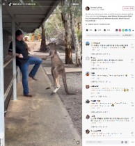 【海外発！Breaking News】カンガルーにしつこく狙われた観光客　「酔っ払いに絡まれているみたい」と笑いの声（豪）＜動画あり＞