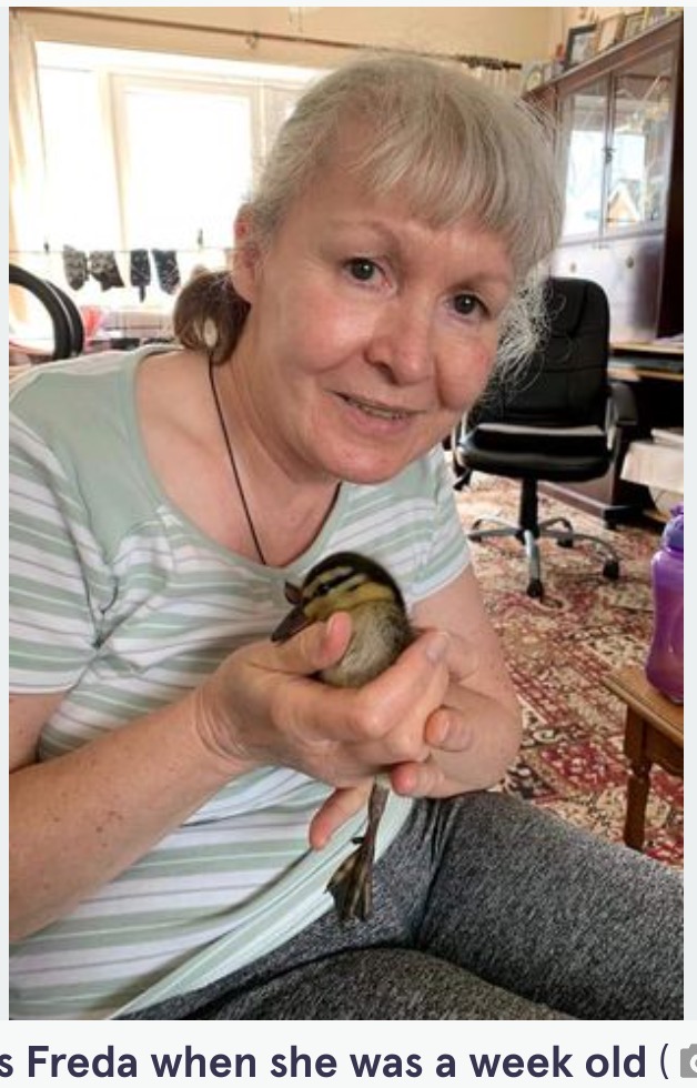 生後1週間ほどの“フレーダ”を抱くジュリアさん。当初はフレーダの世話に乗り気ではなかったジュリアさんだが、のちに「私たちにとってフレーダは守護天使」と明かしている（画像は『The Mirror　2023年6月22日付「Rescued duckling had a cute surprise for couple who saved her after flying the nest」（Image: Phil Garner / SWNS）』のスクリーンショット）