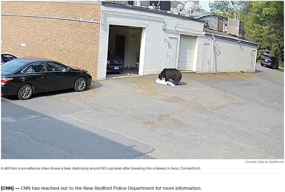 米コネチカット州エイボンにあるベーカリー店にやってきたクマ。車に積んでいたカップケーキの箱を外に持ち出して食べ始める（画像は『CNN　2023年6月3日付「Bear destroys 60 cupcakes after breaking into Connecticut bakery」（Courtesy Taste by Spellbound）』のスクリーンショット）