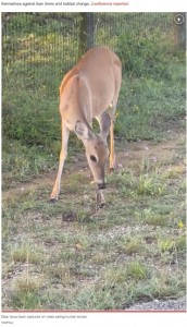 鹿は小型の鳥や卵を食べることがあると過去の研究で明らかになっている。また環境の変化に適応するために、動物を食べる可能性があることも示唆されている（画像は『New York Post　2023年6月16日付「Deer seen savagely eating snake ― it’s not as shocking as you think」（ViralHog）』のスクリーンショット）