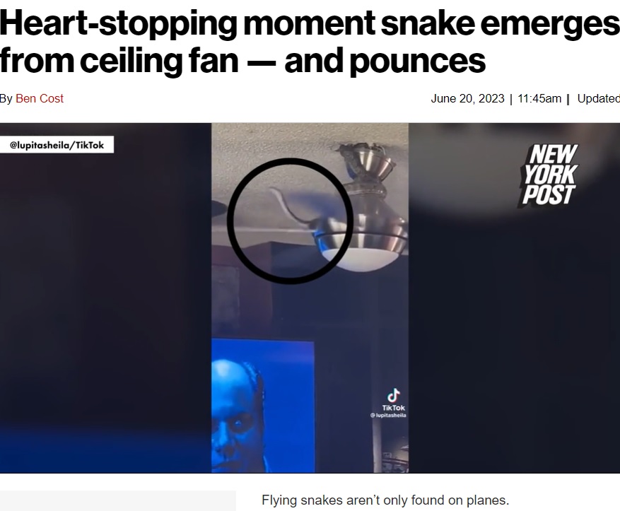 米アラバマ州で今月、シーリングファンと天井の隙間からヘビが姿を現した。ヘビは羽根を支える本体に巻き付き、移動しようとするも大苦戦していた（画像は『New York Post　2023年6月20日付「Heart-stopping moment snake emerges from ceiling fan ― and pounces」』のスクリーンショット）