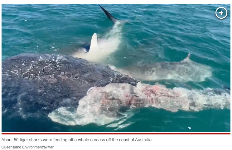 ザトウクジラの死骸を取り囲んでむさぼり食べる50匹ほどのサメの映像は多くの人を驚かせた（画像は『New York Post　2023年6月27日付「Sharks feast on whale carcass off Australian coast in harrowing video」（Queensland Environment/twitter）』のスクリーンショット）