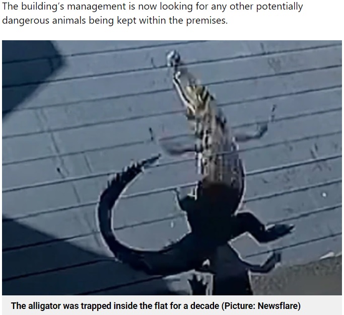 中国深セン市のある家庭で飼われていたワニが水槽から抜け出し、マンションの20階ベランダから飛び降りた。ワニは激しく激突して跳ね返り、宙に投げ出されてしまった（画像は『Metro　2023年5月31日付「Pet alligator escapes apartment and falls from balcony more than 20-storeys up」（Picture: Newsflare）』のスクリーンショット）