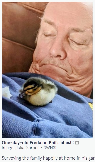 英ウェスト・ヨークシャー州在住のフィルさんが、2021年4月に湖のほとりで保護したカモ。生後1日ほどで親とはぐれてしまったとみられ、フィルさんは自宅に連れて帰ることにした（画像は『The Mirror　2023年6月22日付「Rescued duckling had a cute surprise for couple who saved her after flying the nest」（Image: Julia Garner / SWNS）』のスクリーンショット）