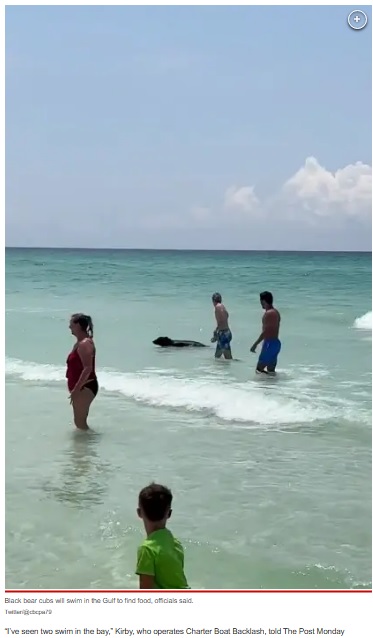 米フロリダ州のメキシコ湾に面したビーチで、波に乗ってやってきた小柄なクマ。多くの海水浴客がいたが、躊躇することなく人々の間をすり抜けて泳いでいた（画像は『New York Post　2023年6月12日付「Wildlife officials explain oddball black bear sighting at Florida beach」（Twitter/＠cbcpa79）』のスクリーンショット）