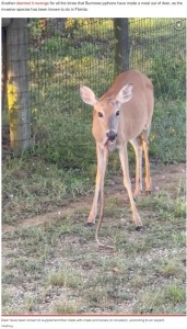 草食動物のはずの鹿の口から垂れ下がるヘビ。鹿はトレイさんの方を見つめて警戒するも、そのままヘビの頭の部分を咀嚼していた（画像は『New York Post　2023年6月16日付「Deer seen savagely eating snake ― it’s not as shocking as you think」（ViralHog）』のスクリーンショット）