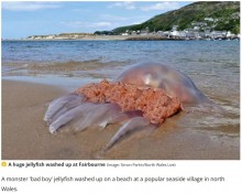 【海外発！Breaking News】浜辺に打ち上がった巨大クラゲ　地元民も「これはでかい」と驚愕（英）