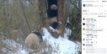 【海外発！Breaking News】野生では世界に1頭　アルビノのパンダに「シロクマかと思った」の声（中国）＜動画あり＞