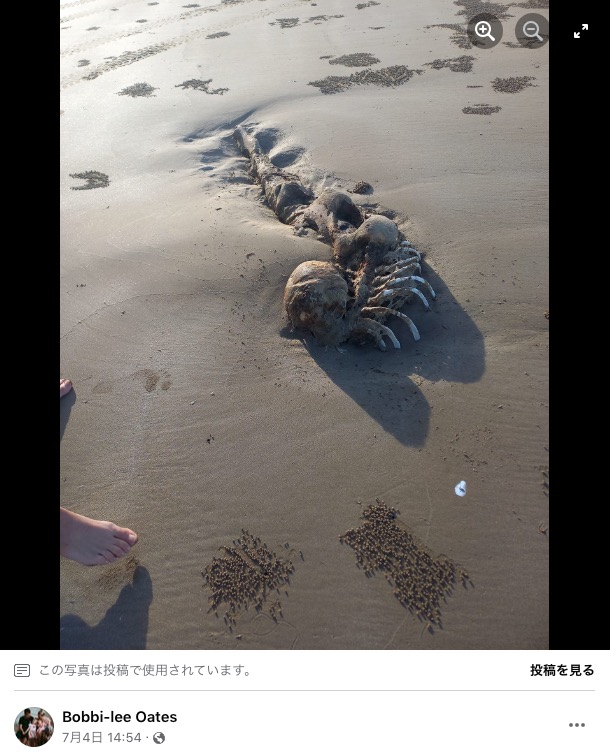 英ロンドン動物学会のロブ・ドーヴィル氏によると、謎の死骸は「小型のクジラ科のものである可能性が高い」とのことだ（画像は『Bobbi-lee Oates　2023年7月5日付Facebook「We came across this on longbeach keppel sands qld」』のスクリーンショット）