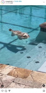 プールの水面に浮いたまま身動きひとつしない犬に心配する声が上がるも、犬は単に寛いでいるだけだった（画像は『Snuggly Tails　2023年7月1日付Instagram「Dog or otter?」』のスクリーンショット）