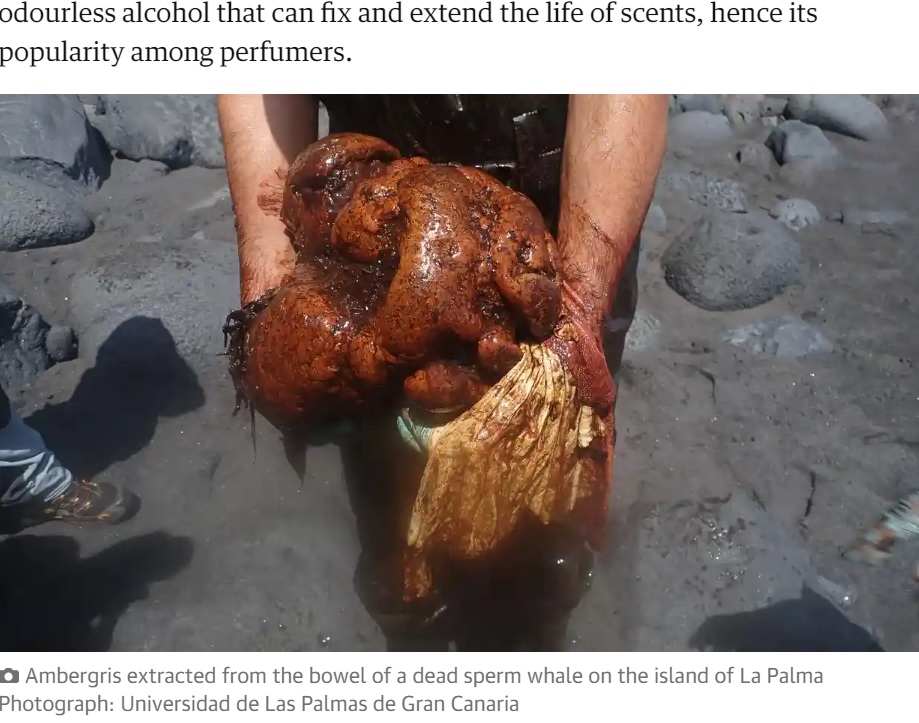 カナリア諸島の一つであるラ・パルマ島で、マッコウクジラの腸の中から発見された「龍涎香」。非常に稀で、独特な香りを放つことから高く取引される（画像は『The Guardian　2023年7月4日付「Pathologist finds €500,000 ‘floating gold’ in dead whale in Canary Islands」（Photograph: Universidad de Las Palmas de Gran Canaria）』のスクリーンショット）
