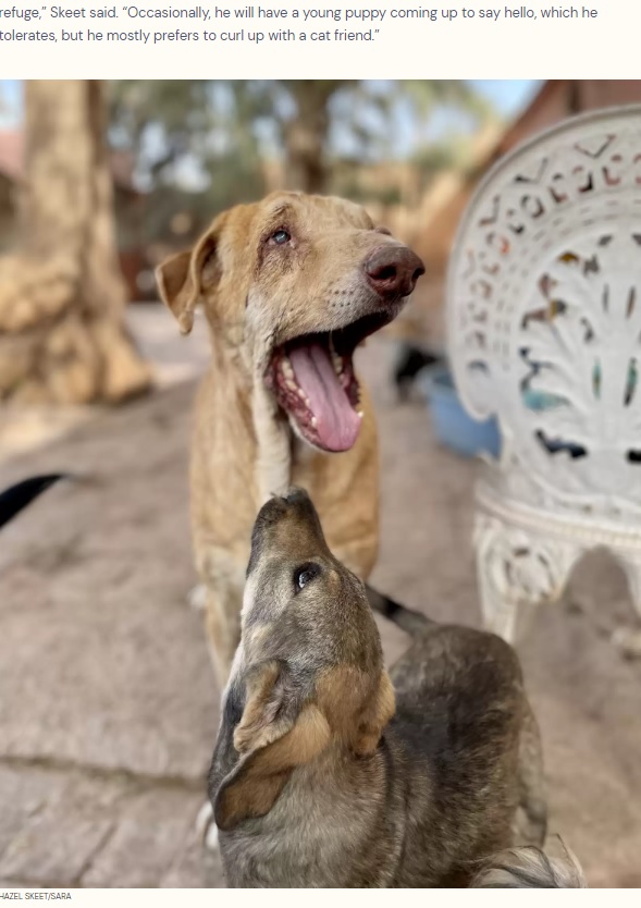 たまに挨拶にやって来るという子犬。なんとか相手はするものの、タムは猫の友達と寄り添い、まったりと過ごすのを好むという（画像は『The Dodo　2023年7月8日付「Shelter Staff Catches Cats Giving Massages To Blind Dog Who Needs Them The Most」（HAZEL SKEET/SARA）』のスクリーンショット）