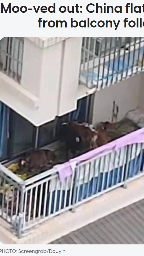 中国、四川省南充市にある集合住宅5階のベランダで目撃された子牛7頭。田舎から引っ越してきた男性が飼っていたペットで「臭い」「うるさい」と苦情が殺到した（画像は『AsiaOne　2023年7月21日付「Moo-ved out: China flat owner removes 7 cows from balcony following complaints」（PHOTO: Screengrab/Douyin）』のスクリーンショット）