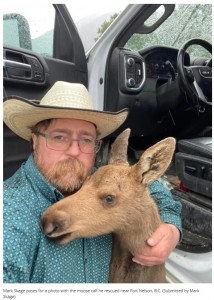 マークさんは運転中、クマに襲われそうになっているヘラジカの子どもを見つけた。近くに母親がいる様子はなく、ヘラジカの子を救うために個人の判断で車に乗せて保護した（画像は『CBC.ca　2023年7月17日付「B.C. man fired from job after saving moose calf on the highway」（Submitted by Mark Skage）』のスクリーンショット）
