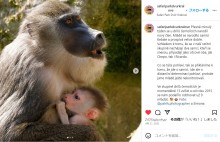 【海外発！Breaking News】死んだ我が子を2日間世話した動物園の母ザル、死骸を食う（チェコ）＜動画あり＞