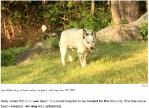 リンさんの愛犬スクービー。クマに追いかけられたが、無傷で済んだことにリンさんは安堵した（画像は『CNN　2023年7月2日付「A bear chased a Maine woman’s dog – so she punched it in the face」（WMUR）』のスクリーンショット）