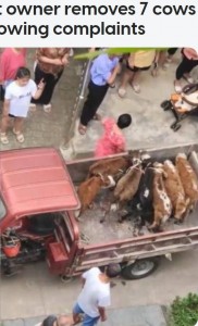 近所の住民からの苦情が殺到し、当局が出動。体重10～20キロという子牛たちは強制的に移動させられ、トラックに載せられた（画像は『AsiaOne　2023年7月21日付「Moo-ved out: China flat owner removes 7 cows from balcony following complaints」（PHOTO: Screengrab/Douyin）』のスクリーンショット）