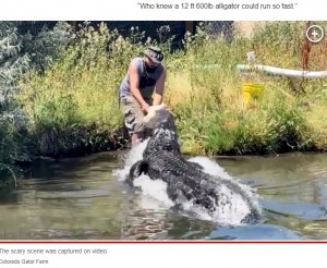 チャドさんが水辺に裸足で立ち、餌の七面鳥を与えようとした瞬間、エルヴィスは水中からゆっくりと近づいて七面鳥に食らいついた（画像は『New York Post　2023年7月29日付「Worker narrowly escapes being bitten by 600-pound alligator named Elvis during feeding time」（Colorado Gator Farm）』のスクリーンショット）