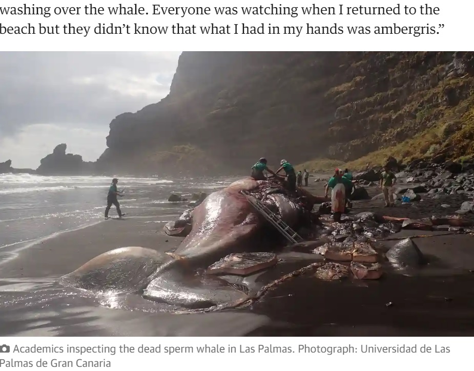 海は荒れ、死因を特定する作業は決して容易ではなかったが、アントニオさんはマッコウクジラの腸から「龍涎香」を発見。意外な死因を突き止めた（画像は『The Guardian　2023年7月4日付「Pathologist finds €500,000 ‘floating gold’ in dead whale in Canary Islands」（Photograph: Universidad de Las Palmas de Gran Canaria）』のスクリーンショット）