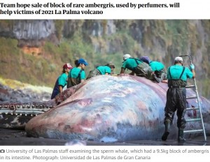 【海外発！Breaking News】海岸に打ち上げられたクジラの死骸から、7800万円超の“龍涎香”発見で島に希望！（スペイン）