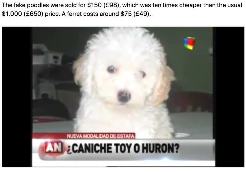 アルゼンチンのブエノス・アイレスで販売されていた“トイ・プードル”。2匹で2万円超という安さだったが、実はフェレットだった（画像は『Metro　2013年4月8日付「Dog lovers tricked into buying steroid-filled ferrets instead of poodles」（Picture: YouTube）』のスクリーンショット）
