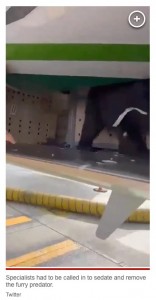 貨貨物室の中でうろついている子供のクマ。クマは派遣された野生動物の専門家によって鎮静状態に置かれたのち、搬出されたという（画像は『New York Post　2023年8月7日付「Bear being transported on Iraqi Airways flight escapes crate before takeoff」（Twitter）』のスクリーンショット）