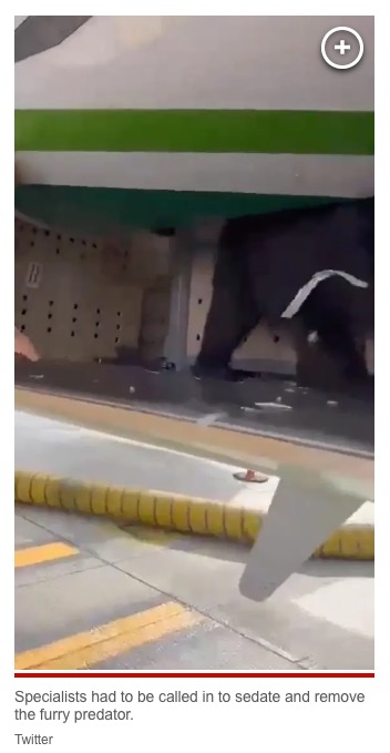 貨貨物室の中でうろついている子供のクマ。クマは派遣された野生動物の専門家によって鎮静状態に置かれたのち、搬出されたという（画像は『New York Post　2023年8月7日付「Bear being transported on Iraqi Airways flight escapes crate before takeoff」（Twitter）』のスクリーンショット）