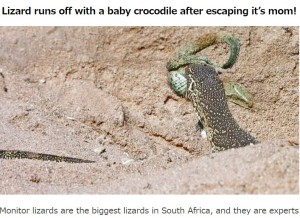 母ワニがいないことを確認すると、巣の中に頭を突っ込み、子ワニをくわえて逃げようとするオオトカゲ。マークさんが最初に見かけてから約2か月後のことだった（画像は『Latest Sightings　2023年8月5日付「Lizard Runs off with a Baby Crocodile」』のスクリーンショット）