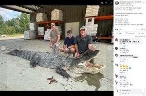 捕獲した4人のチームのうちの3人とアリゲーター。約7時間の狩りの最中はアドレナリンが放出されていて気付かなかったものの、捕獲した時は疲れ切っていたという（画像は『Mississippi Department of Wildlife, Fisheries, and Parks　2023年8月27日付Facebook「A new state record for the longest alligator harvested was broken today!」』のスクリーンショット）