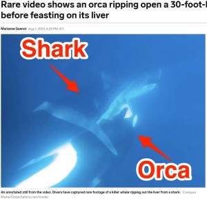 ジンベエザメから肝臓をもぎ取るシャチ。貴重な瞬間をダイバーらが撮影に成功した（画像は『Business Insider　2023年8月2日付「Rare video shows an orca ripping open a 30-foot-long whale shark before feasting on its liver」（Compass Media/OceanSafaris.com/Insider）』のスクリーンショット）