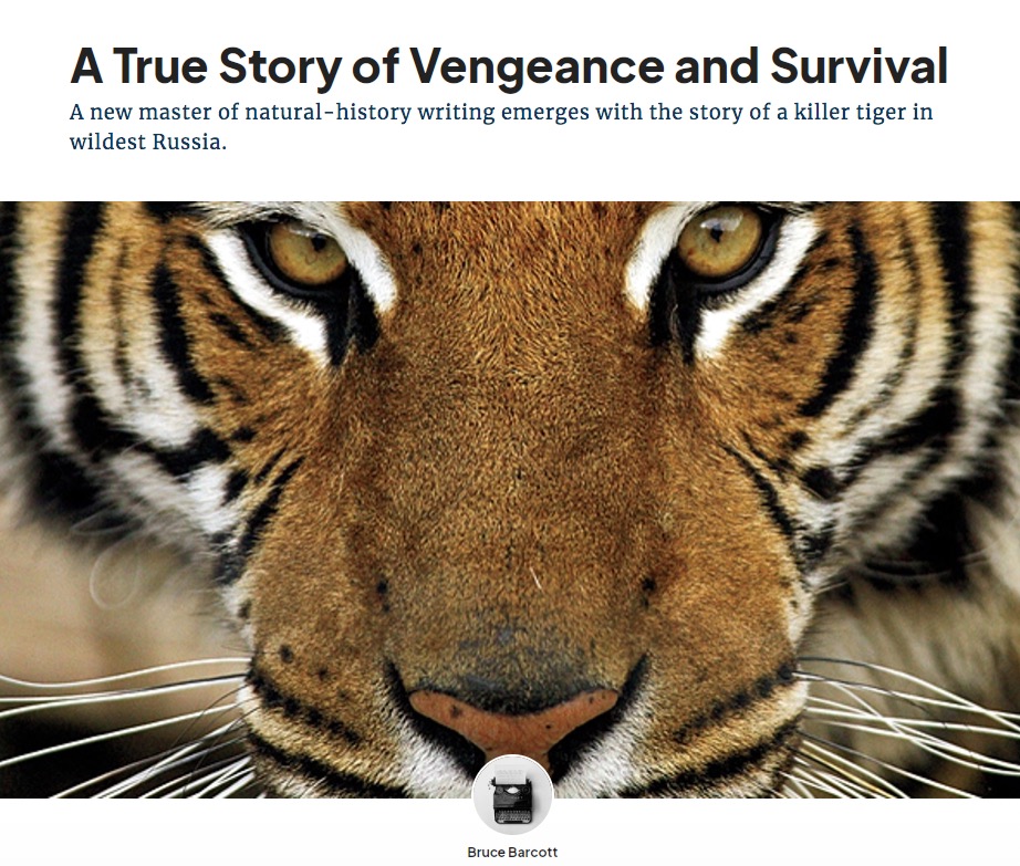 1997年にトラが自分に銃を向けた密猟者を待ち構え、残忍に襲い死に至らしめた。多くの人はトラが復讐心から襲ったと信じているようだ（画像は『Outside Magazine　2010年8月13日付「A True Story of Vengeance and Survival」』のスクリーンショット）