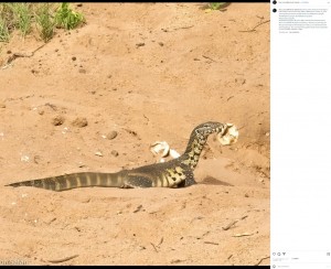 水辺近くの砂場に穴を掘って作られたワニの巣に近付くオオトカゲ。巣のそばに散乱していた卵の殻をくわえて周りの様子をうかがっている（画像は『Foxy Crocodile Bush Retreat　2023年1月15日付Instagram「＃watermonitor」』のスクリーンショット）