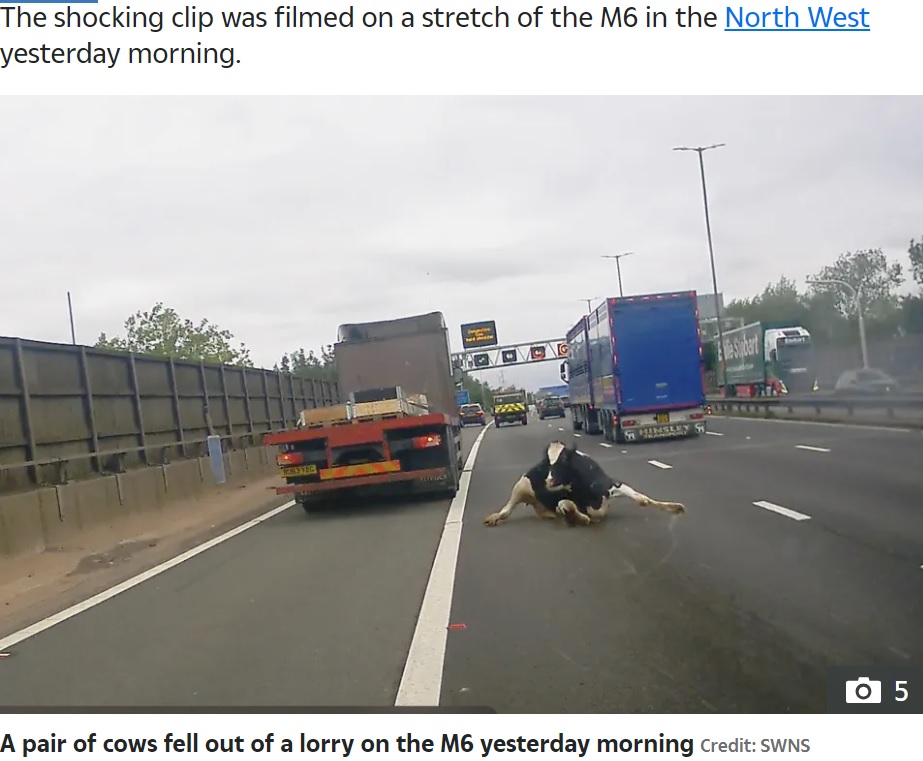 イギリスの高速道路で今月1日、走行中のトラックの荷台の下から牛が転落し、通行量が激しい路上に投げ出された。当時の様子は後方を走っていた車のドライブレコーダーが捉えていた（画像は『The Sun　2023年8月3日付「MOO-VE OVER Watch the terrifying moment a COW tumbles out of a lorry straight into 70mph motorway traffic」（Credit: SWNS）』のスクリーンショット）