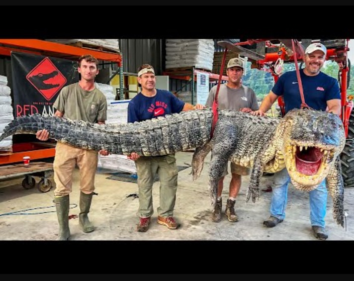 米ミシシッピ州で8月26日、州内のアリゲーターの最大記録を更新する体長約434.3センチの個体が捕獲され「まるで恐竜のよう！」と話題になっている（画像は『Inside Edition　2023年8月30日公開 YouTube「14-Foot Long, 800-Pound Gator Captured in Mississippi」』のサムネイル）