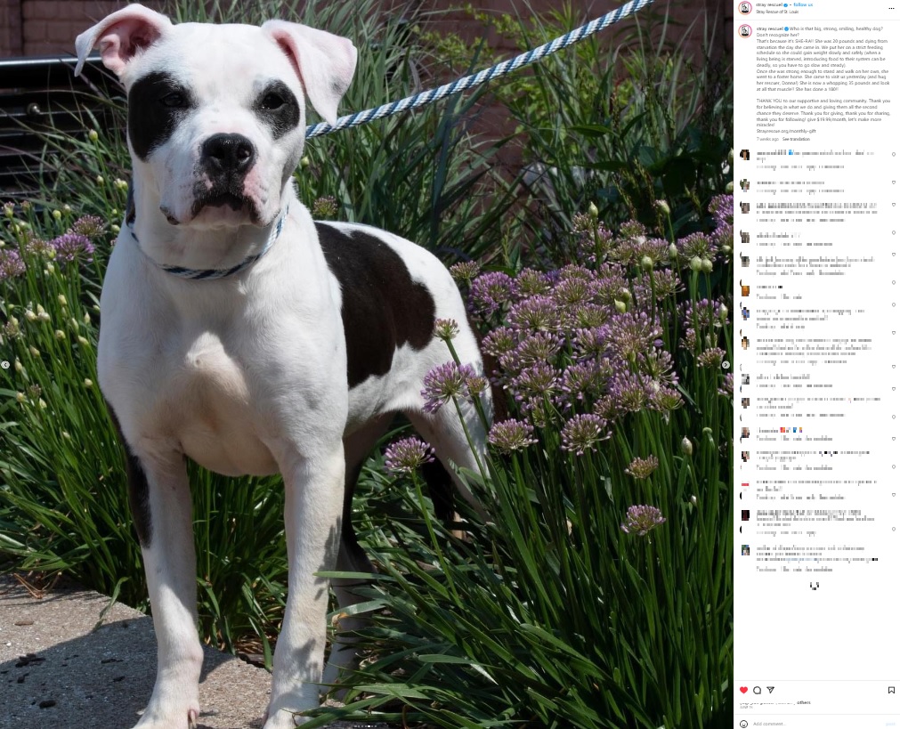 SRSLに来た頃は体重約9キロだったシーラは、6月中旬には約16キロになり、筋肉もつき見違えるほどに元気になった（画像は『Stray Rescue of St. Louis　2023年6月15日付Instagram「Who is that big, strong, smiling, healthy dog?」』のスクリーンショット）