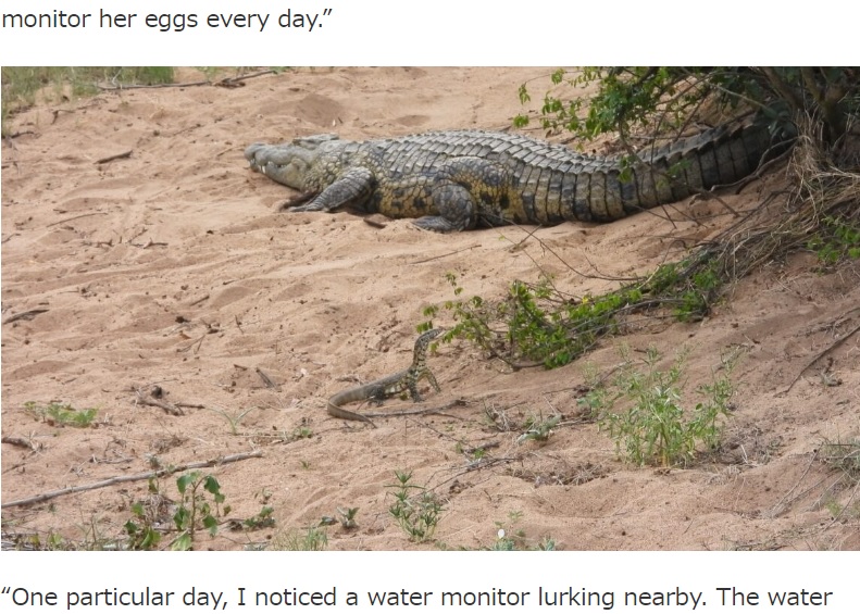 南アフリカのクルーガー国立公園で撮影されたオオトカゲとワニ。オオトカゲは巣穴を辛抱強く監視し続け、卵や子ワニを狙っていたという（画像は『Latest Sightings　2023年8月5日付「Lizard Runs off with a Baby Crocodile」』のスクリーンショット）