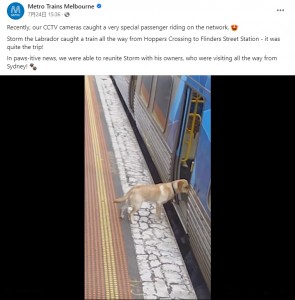 姿を見せたのは、1匹のラブラドール・レトリバーだった。犬は開いていたドアから電車に乗り込むと終点まで約36分の電車旅を楽しんだという（画像は『Metro Trains Melbourne　2023年7月24日付Facebook「Recently, our CCTV cameras caught a very special passenger riding on the network.」』のスクリーンショット）