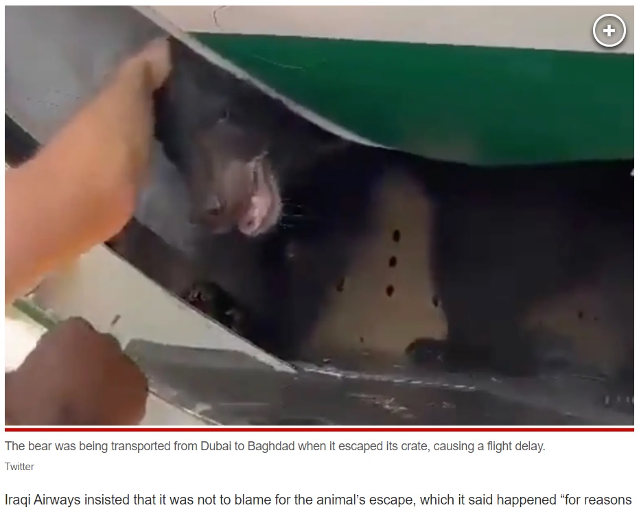 飛行機の貨物室に積まれていた木枠のクレートから脱走した子供のクマ。ドバイ国際空港で撮影された動画には、空港職員がクマの頭を撫でる様子が見られた（画像は『New York Post　2023年8月7日付「Bear being transported on Iraqi Airways flight escapes crate before takeoff」（Twitter）』のスクリーンショット）