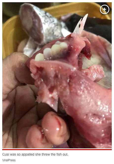 「ビッグヘッド・カープ」はほとんど歯がない種である。なぜ人間のような歯を持っていたのか、その原因は分からずじまいのようだ（画像は『New York Post　2023年8月28日付「I bought fish for lunch ― but was horrified to discover it has ‘human’ teeth」（ViralPress）』のスクリーンショット）