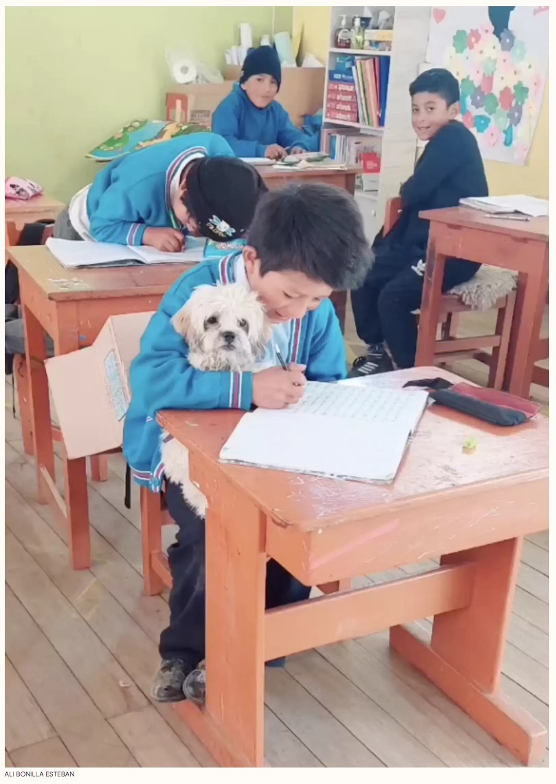 少年は緊張した面持ちで「犬を学校に連れてきてもいいか」と担任に尋ねたところ、快く承諾してもらったそう（画像は『The Dodo　2023年9月27日付「Schoolboy Nervously Approaches His Teacher With An Unusual Request」（IMAGE:ALI BONILLA ESTEBAN）』のスクリーンショット）